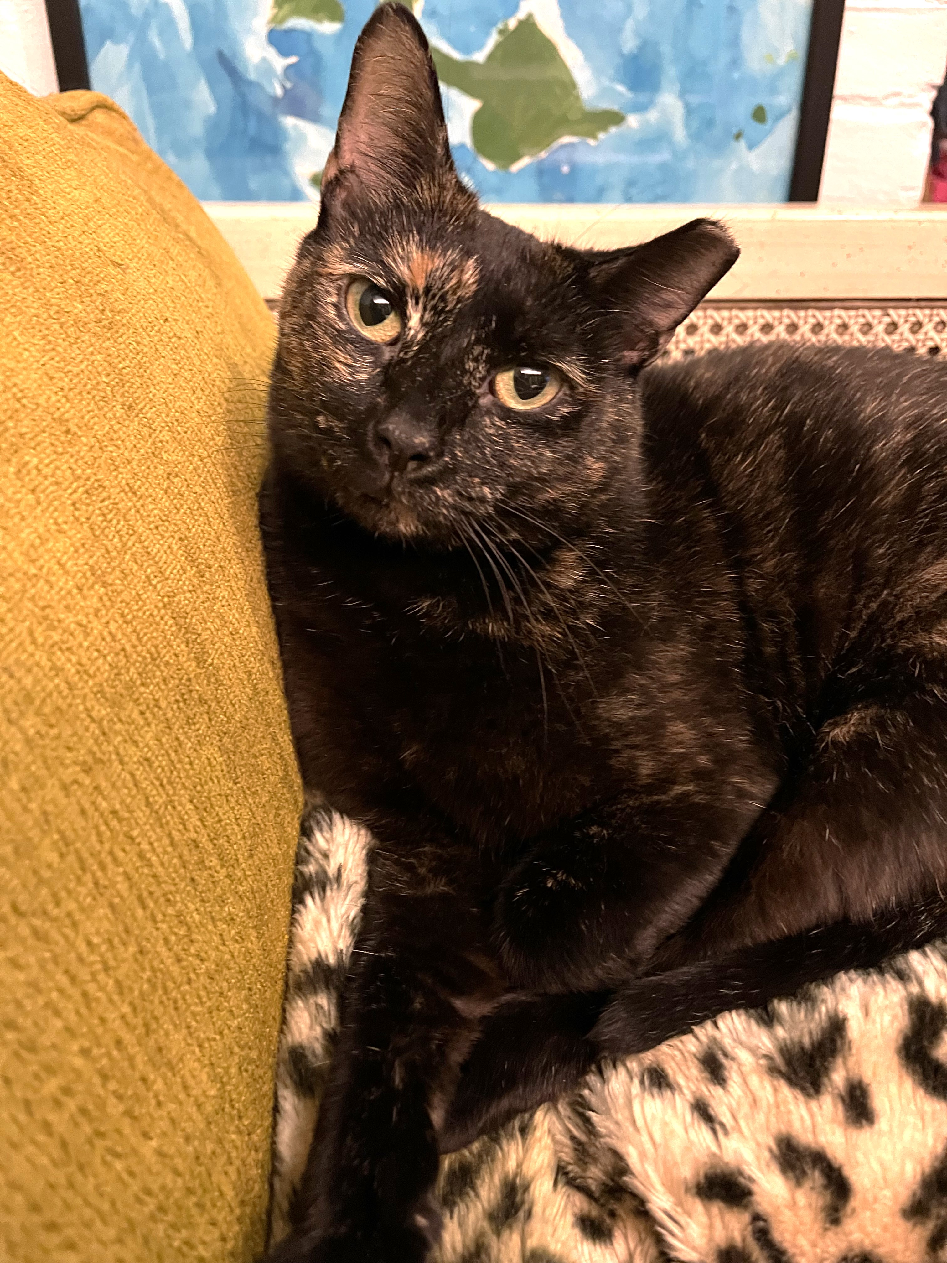 Stormi, a Adoptable Tortoiseshell in Columbus, OH image 2/6