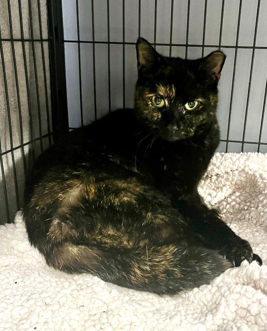 Stormi, a Adoptable Tortoiseshell in Columbus, OH image 4/6