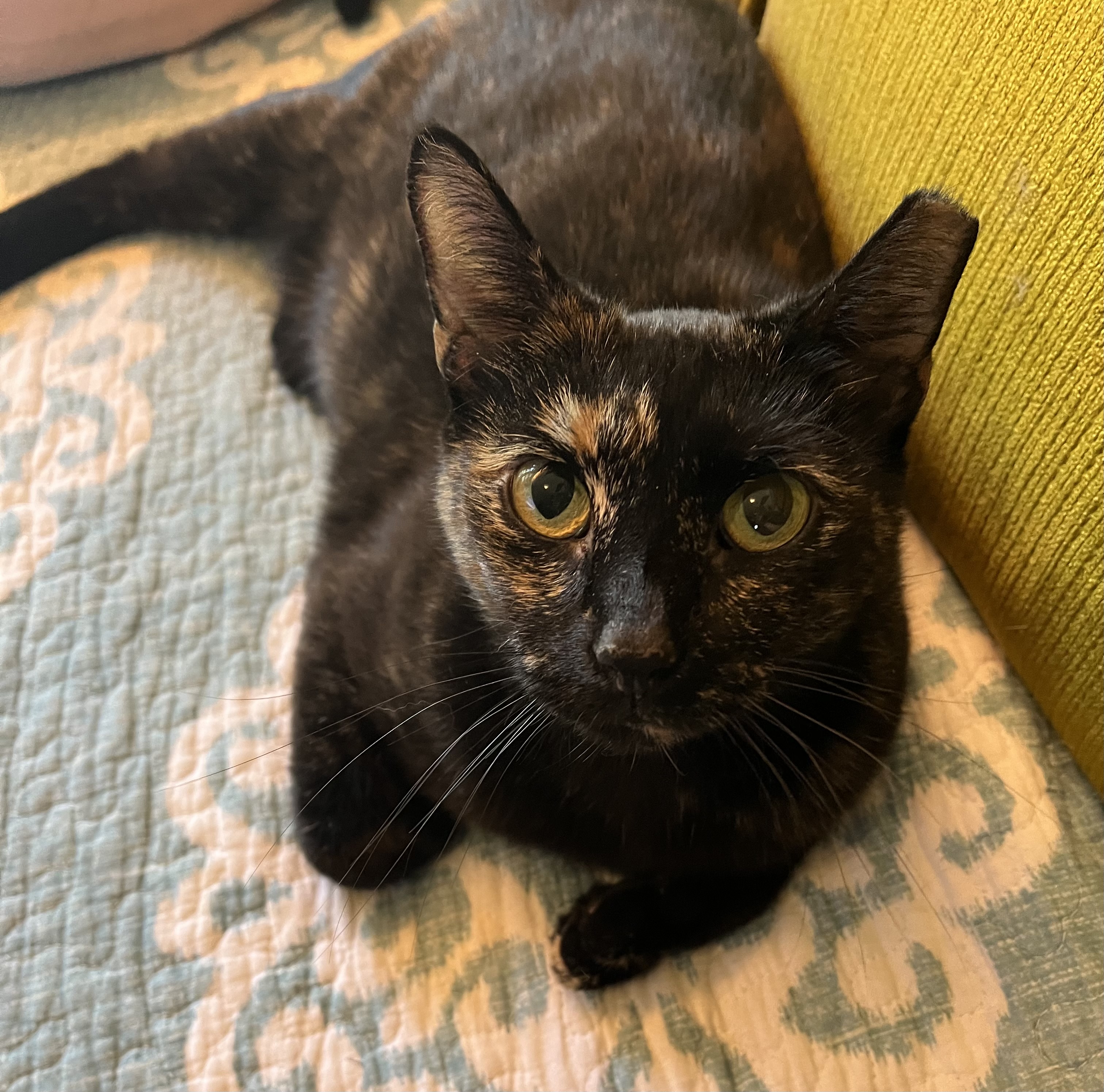 Stormi, a Adoptable Tortoiseshell in Columbus, OH image 1/6