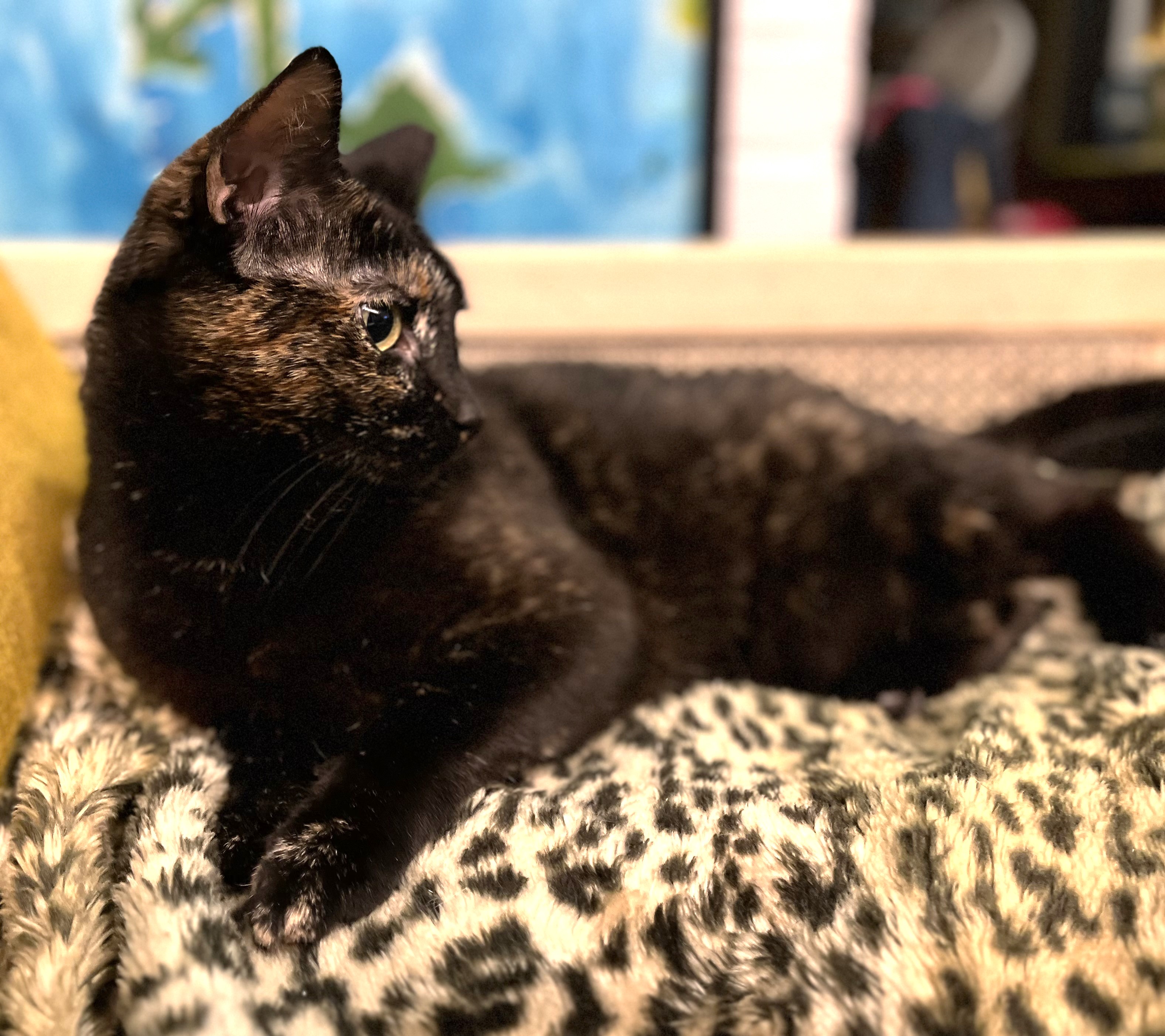 Stormi, a Adoptable Tortoiseshell in Columbus, OH image 6/6