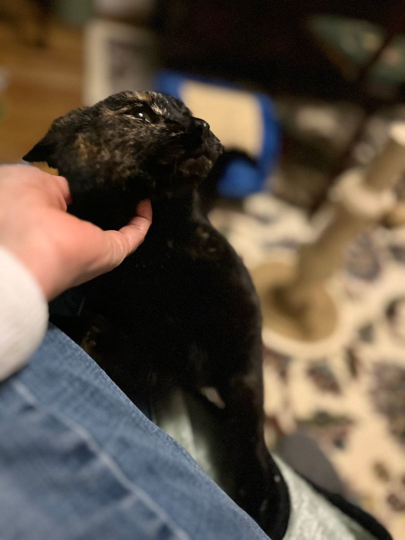 Stormi, a Adoptable Tortoiseshell in Columbus, OH image 5/6