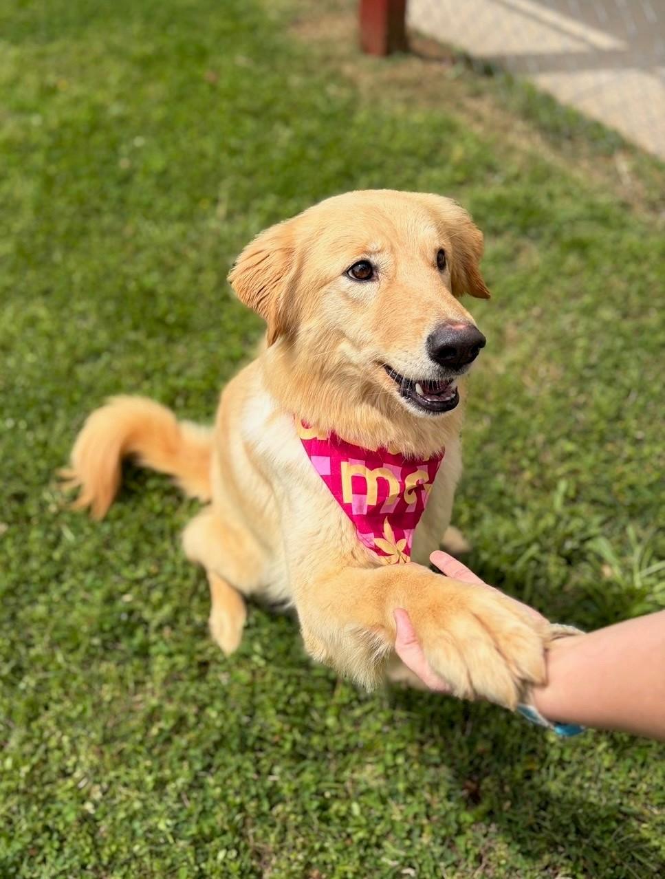 Enlarge Duckie , a ADOPTABLE mixed breed in Fayetteville, AR image 5/6