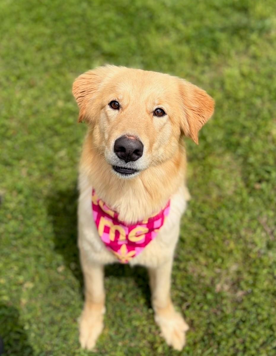 Enlarge Duckie , a ADOPTABLE mixed breed in Fayetteville, AR image 6/6
