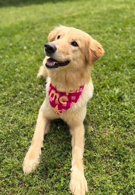 Enlarge Duckie , a ADOPTABLE mixed breed in Fayetteville, AR image 2/6