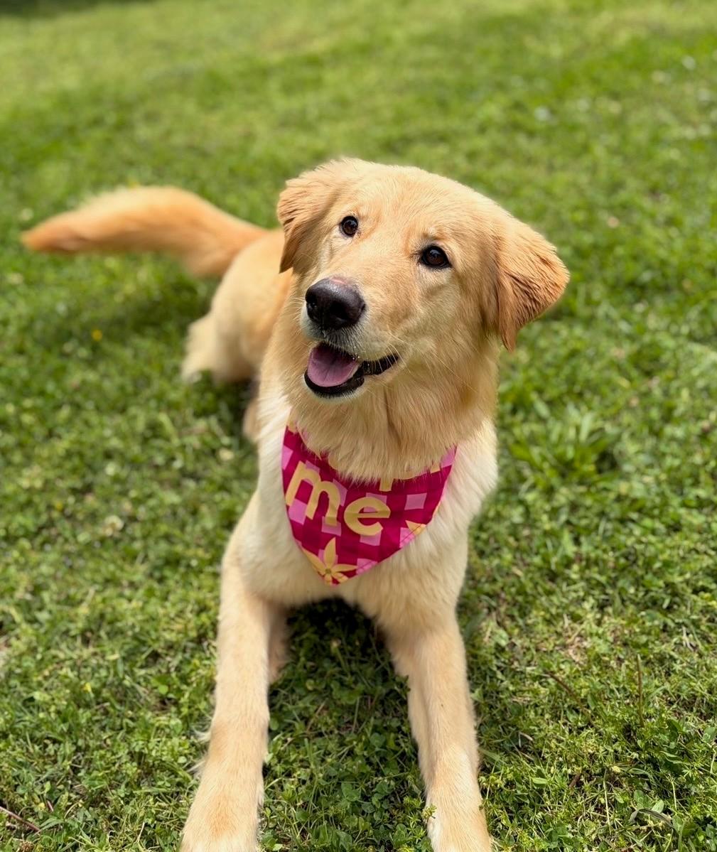 Enlarge Duckie , a ADOPTABLE mixed breed in Fayetteville, AR image 3/6