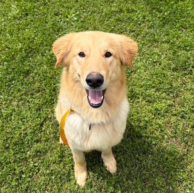 Enlarge Duckie , a ADOPTABLE mixed breed in Fayetteville, AR image 4/6