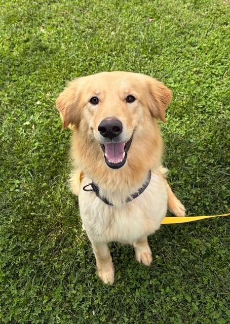 Enlarge Duckie , a ADOPTABLE mixed breed in Fayetteville, AR image 1/6