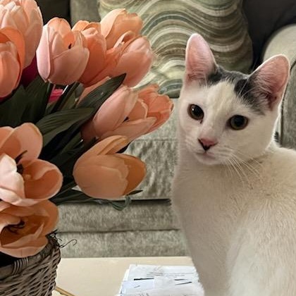 Two Sisters, Adoptable, Young Female Domestic Short Hair.