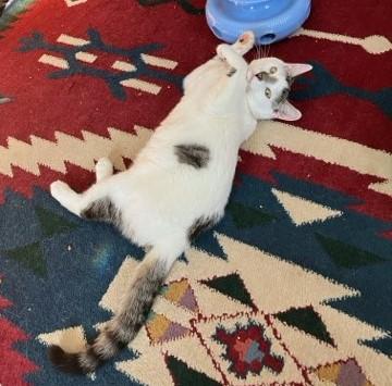 Two Sisters, a Adoptable Domestic Short Hair in Closter, NJ image 4/5