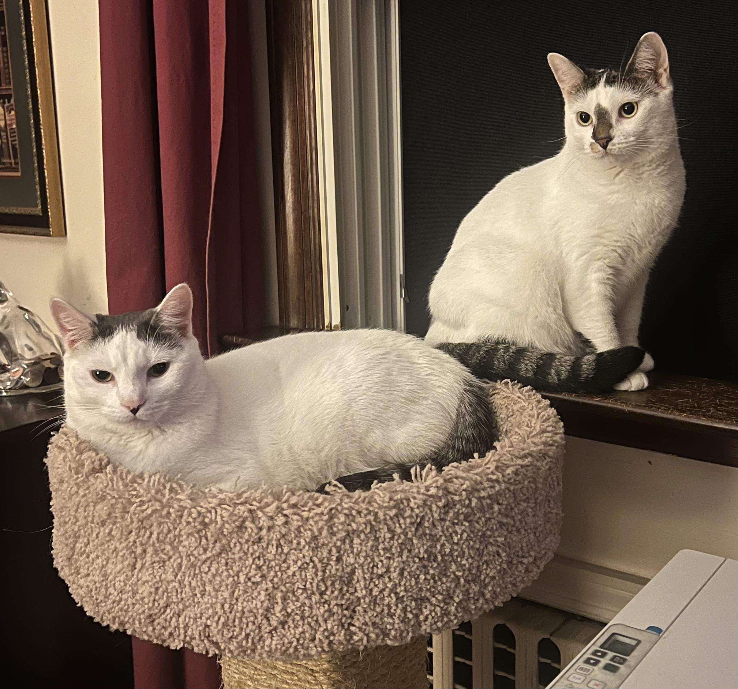 Two Sisters, a Adoptable Domestic Short Hair in Closter, NJ image 1/6