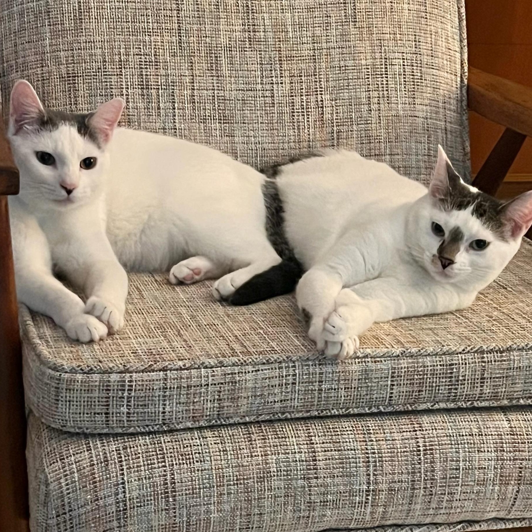 Two Sisters, Adoptable, Young Female Domestic Short Hair.