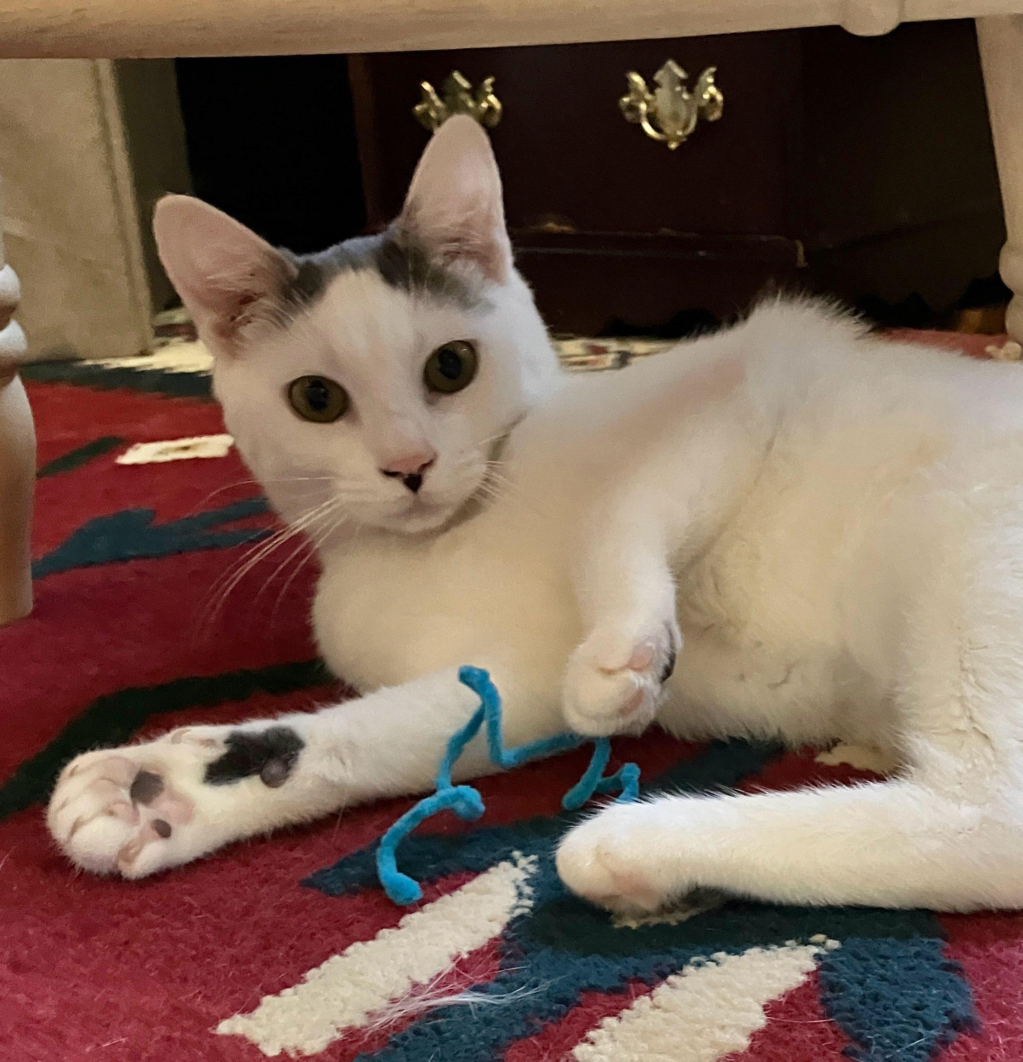 Two Sisters, a Adoptable Domestic Short Hair in Closter, NJ image 5/5