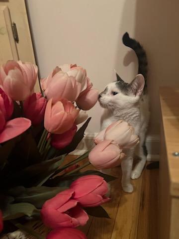 Two Sisters, a Adoptable Domestic Short Hair in Closter, NJ image 3/5