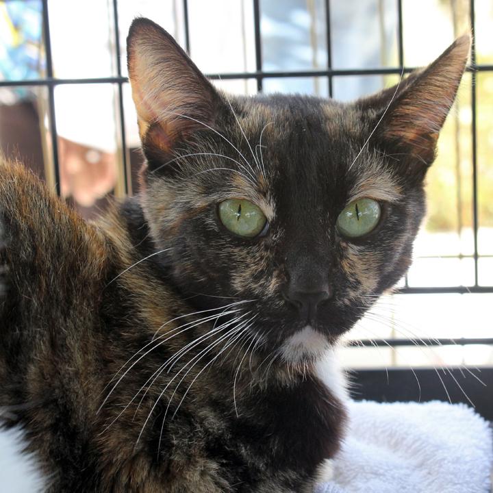 Enlarge Mama Mia, a Adoptable Domestic Short Hair in Redlands, CA image 1/2