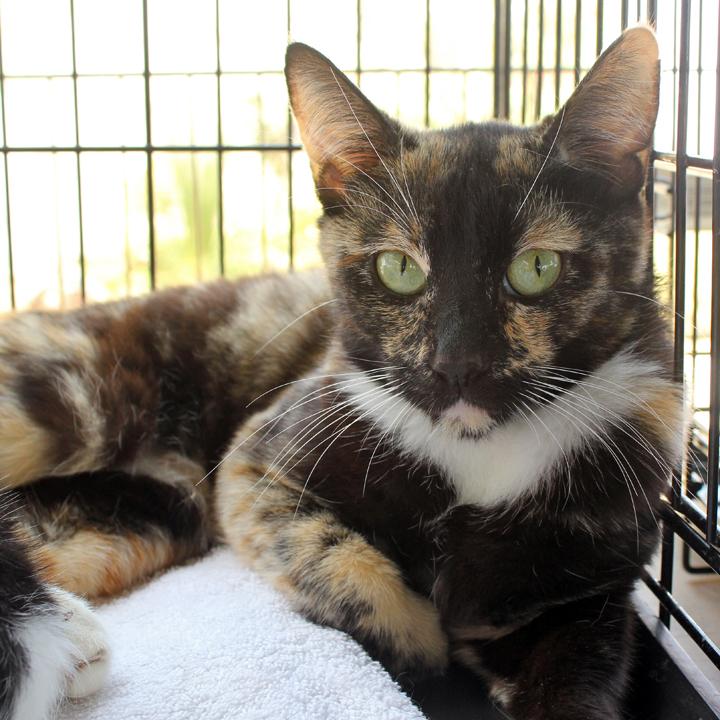 Enlarge Mama Mia, a Adoptable Domestic Short Hair in Redlands, CA image 2/2