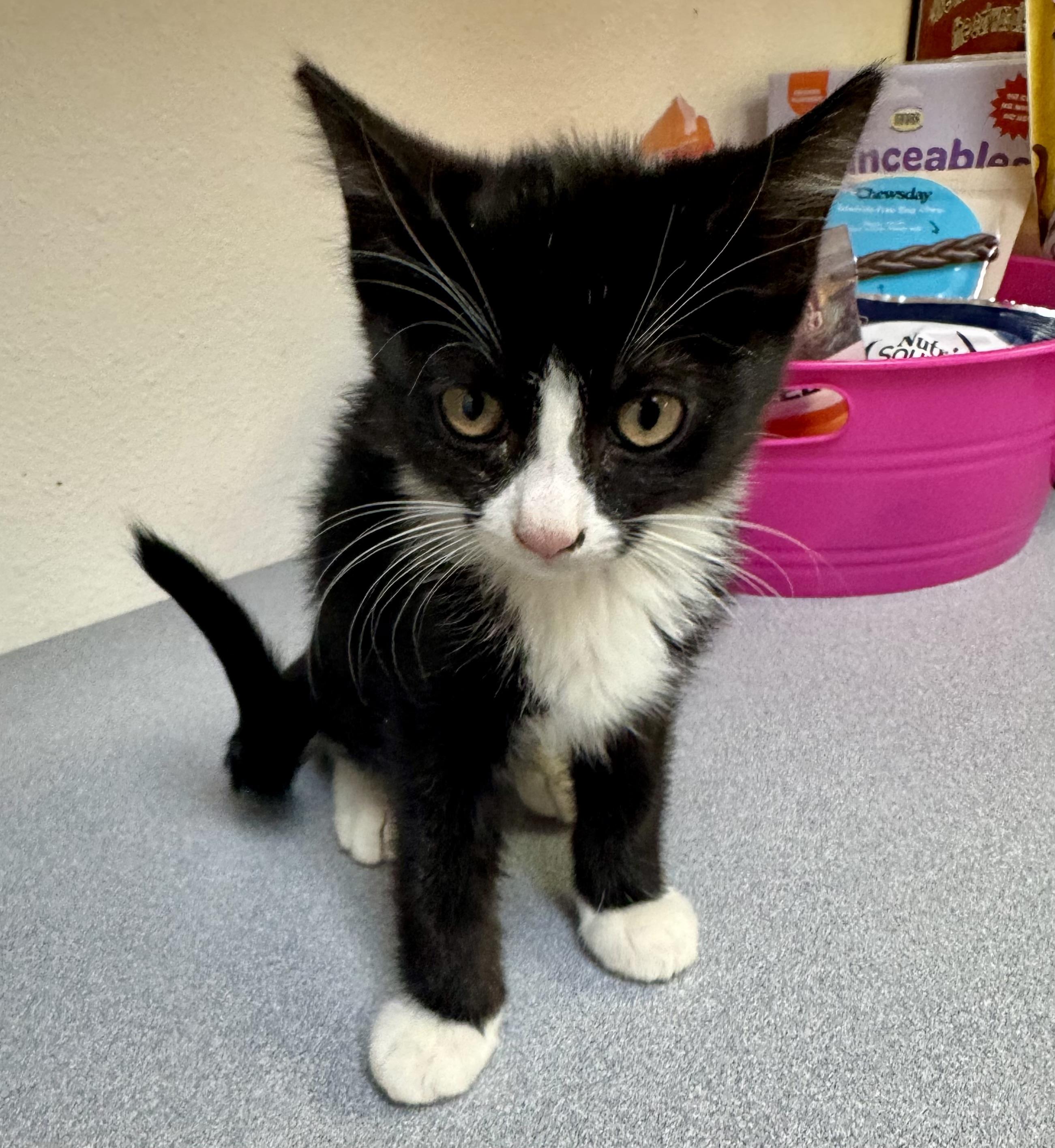 Enlarge Puddles, a Adoptable mixed breed in Pocatello, ID image 2/3