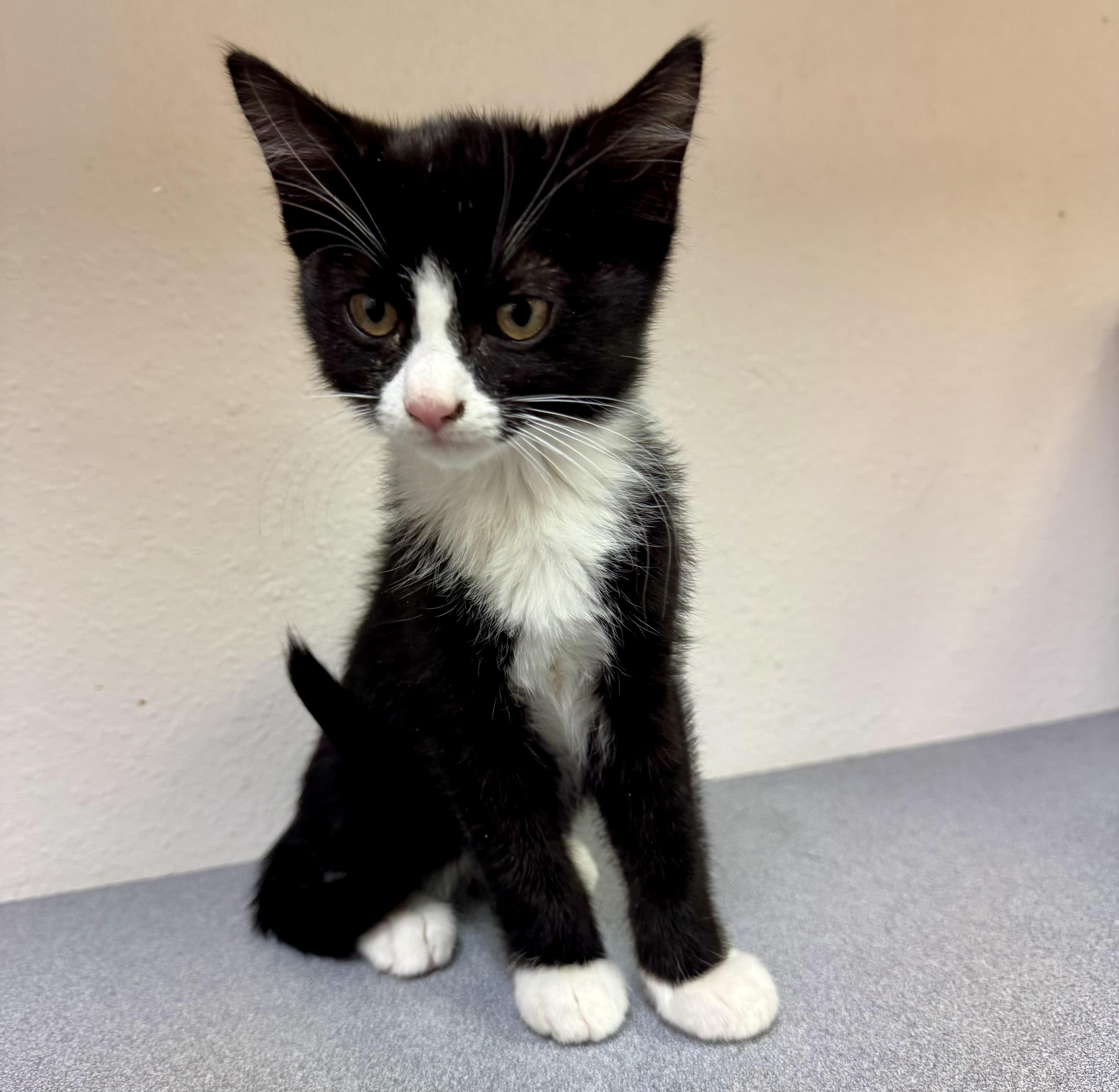 Enlarge Puddles, a Adoptable mixed breed in Pocatello, ID image 3/3