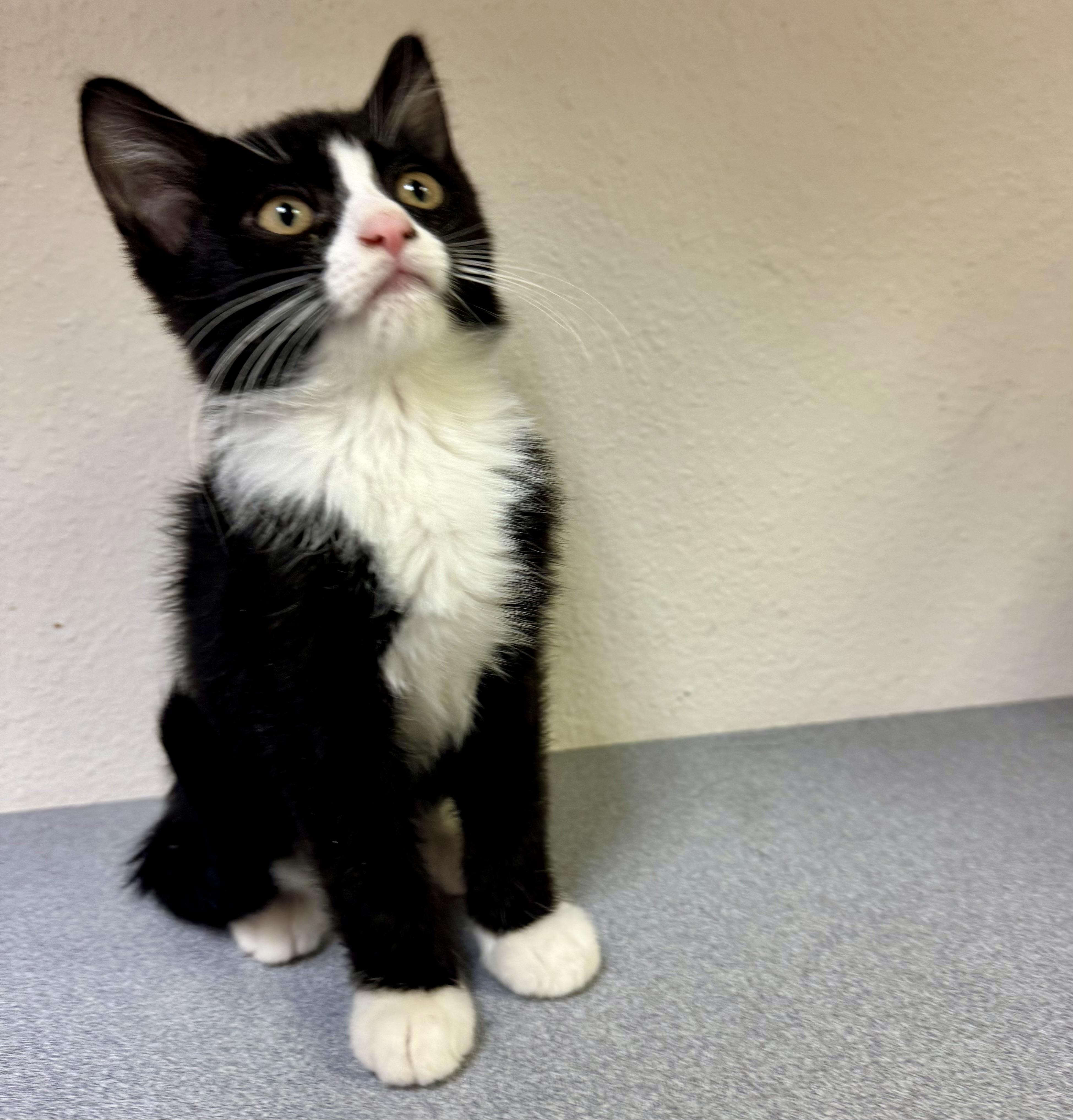 Puddles, Adoptable, Kitten Male Domestic Short Hair.