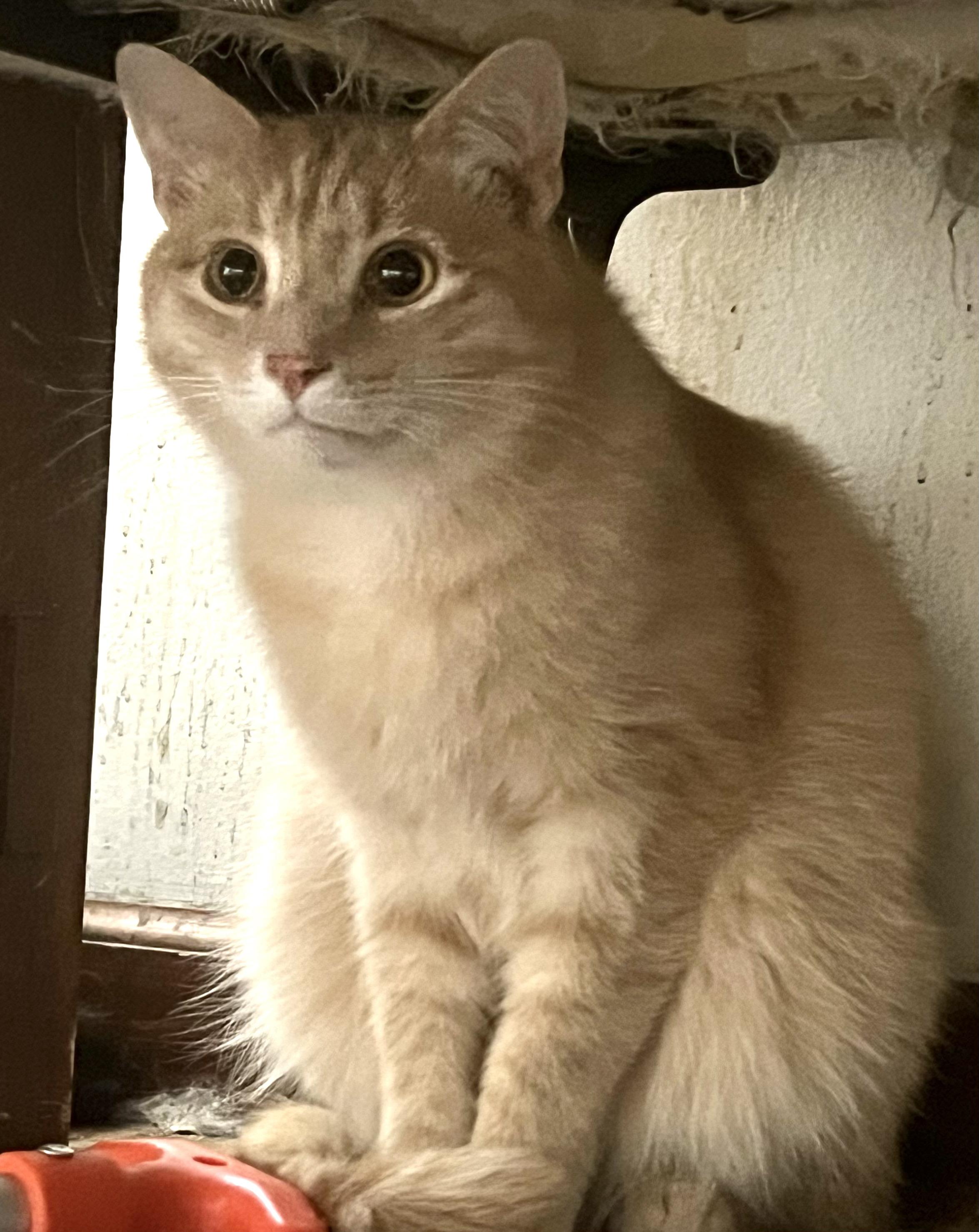 Enlarge Big Blond - his person's going to have to LOVE love!, a Adoptable Domestic Short Hair in South Burlington, VT image 4/6