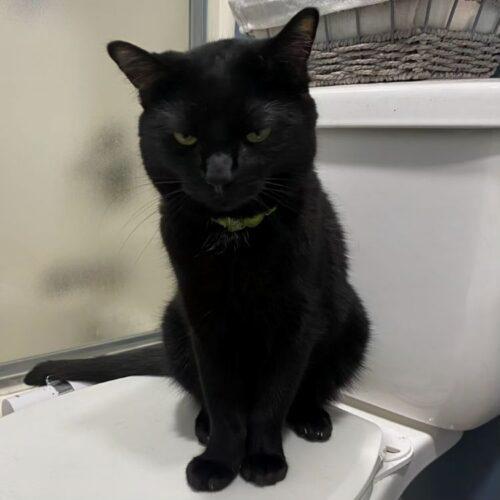 MARKO, Adoptable, Adult Male Domestic Short Hair.
