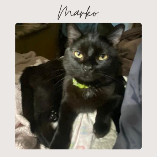 Enlarge MARKO, a Adoptable Domestic Short Hair in San Juan Capistrano, CA image 2/2