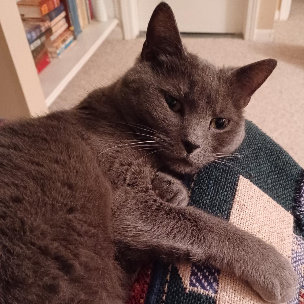 Remy, Adoptable, Senior Female Domestic Short Hair & Mixed Breed.