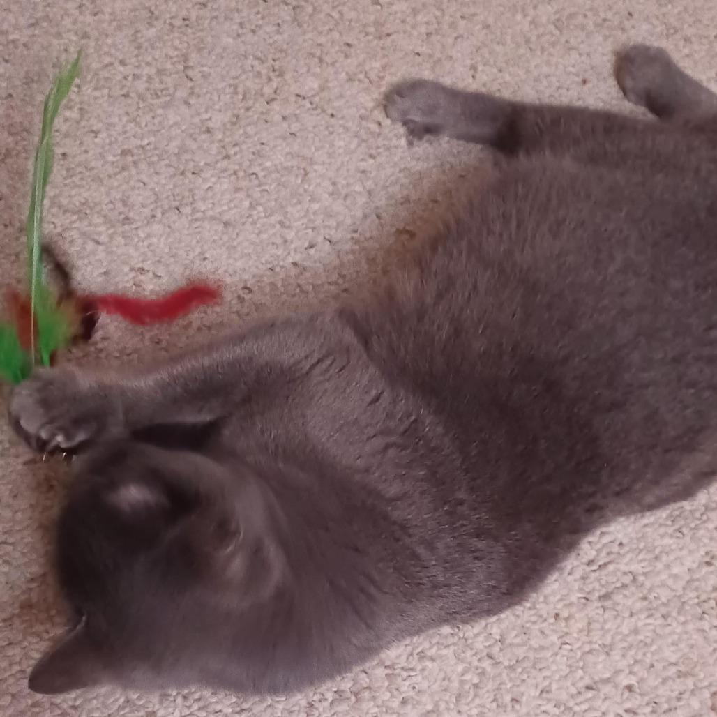 Remy, Adoptable, Senior Female Domestic Short Hair.