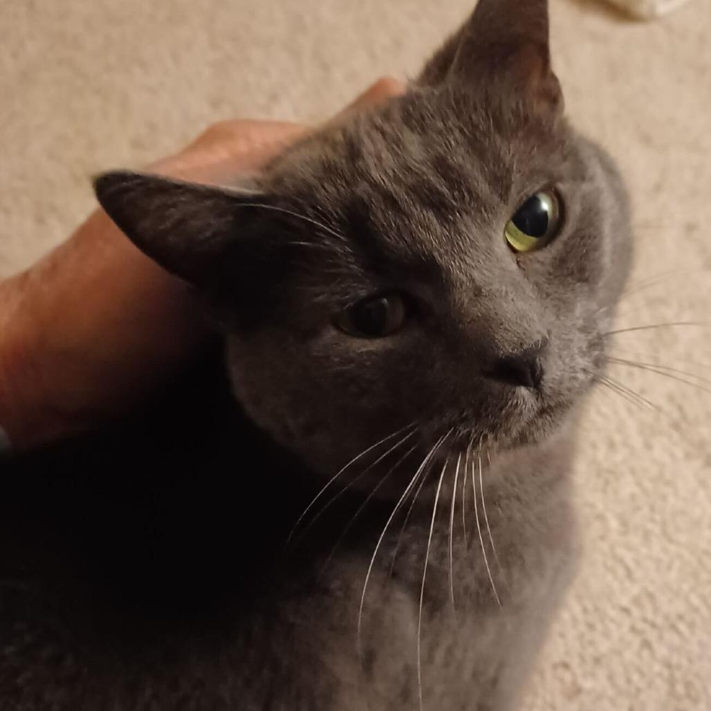 Enlarge Remy, a Adoptable mixed breed in Louisville, KY image 2/6