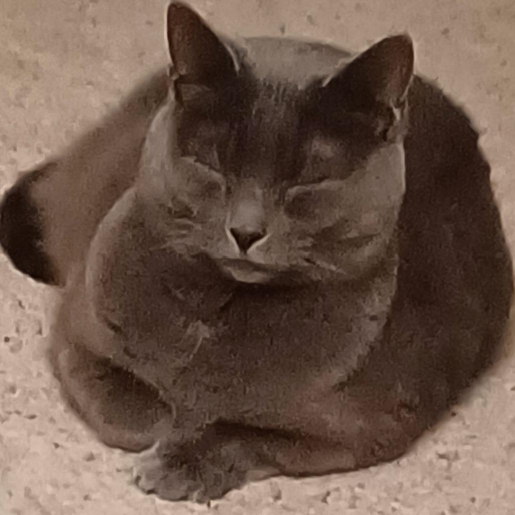 Enlarge Remy, a Adoptable mixed breed in Louisville, KY image 3/6