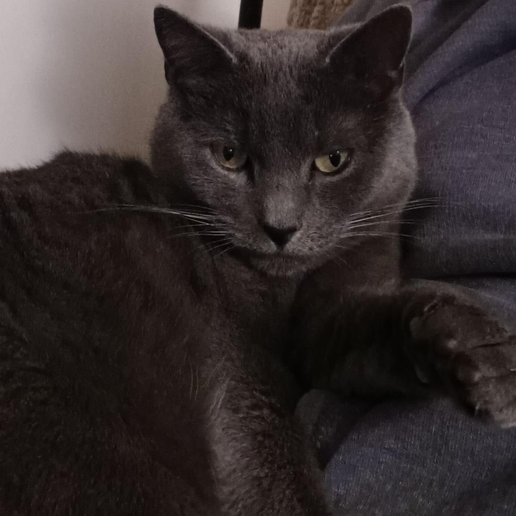 Enlarge Remy, a Adoptable mixed breed in Louisville, KY image 4/6