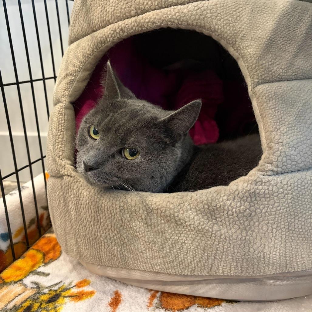 Enlarge Remy, a Adoptable mixed breed in Louisville, KY image 5/6