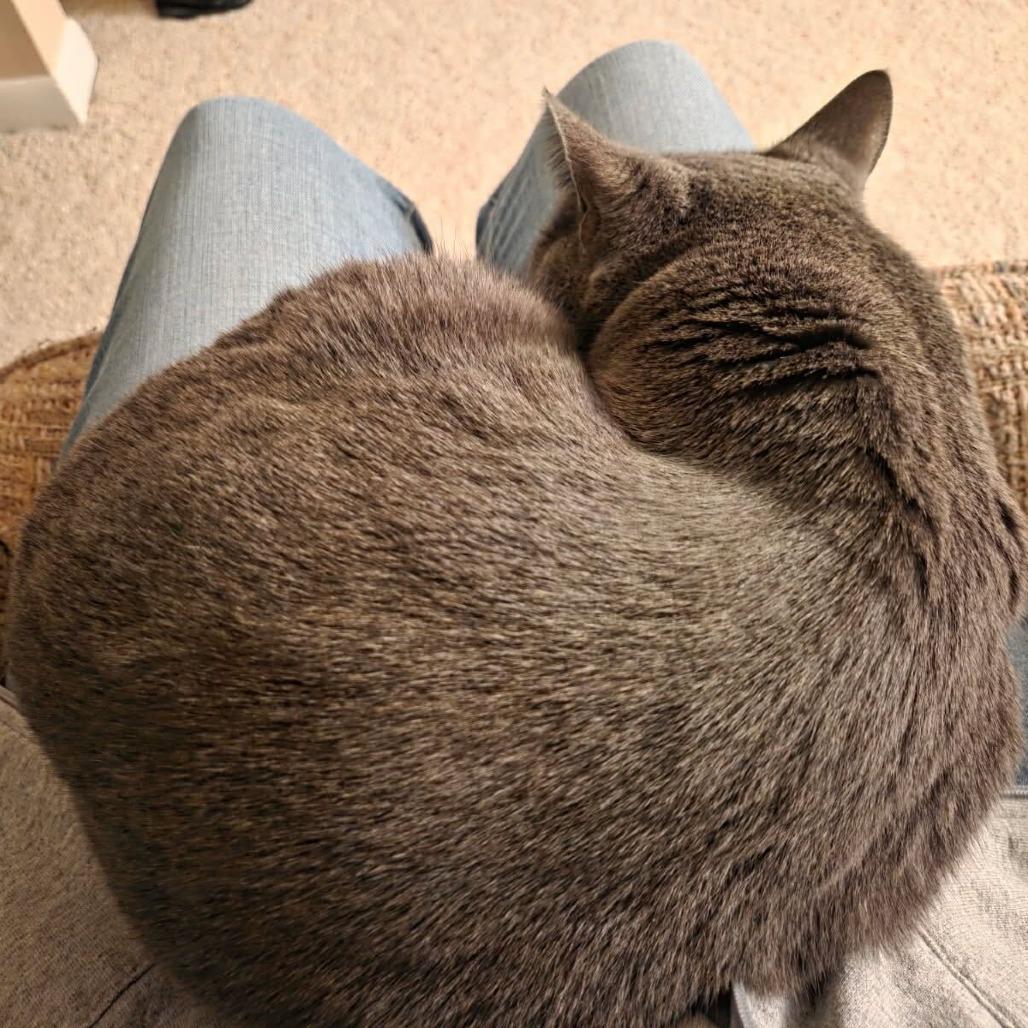 Enlarge Remy, a Adoptable mixed breed in Louisville, KY image 6/6