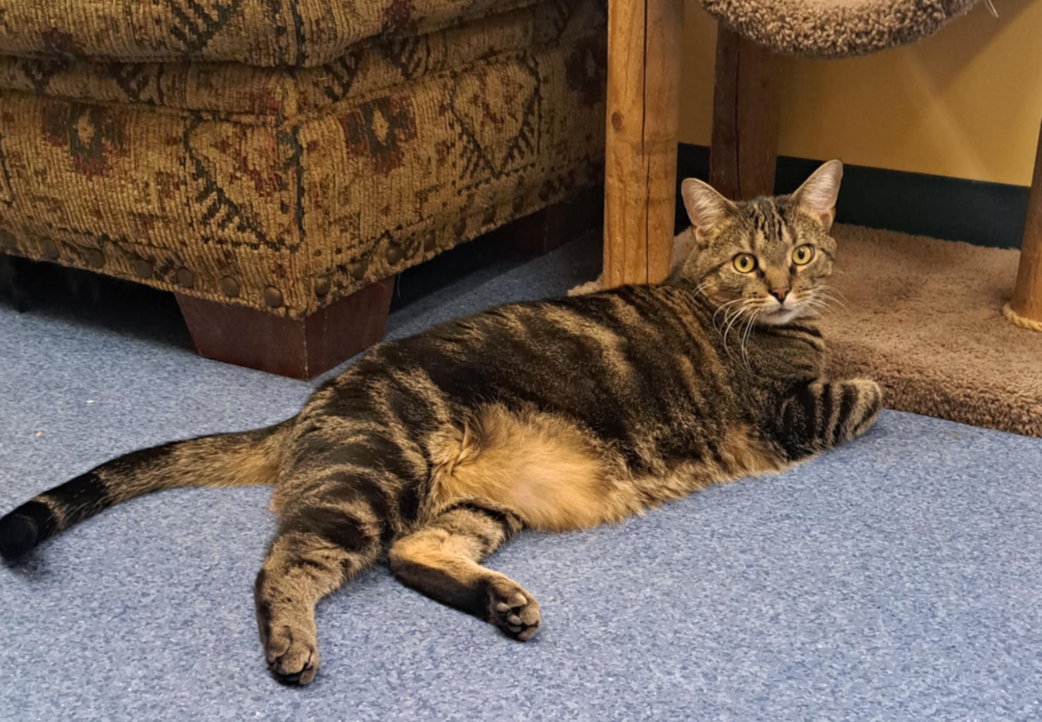 Bing Bong, Adoptable, Adult Male Domestic Short Hair.