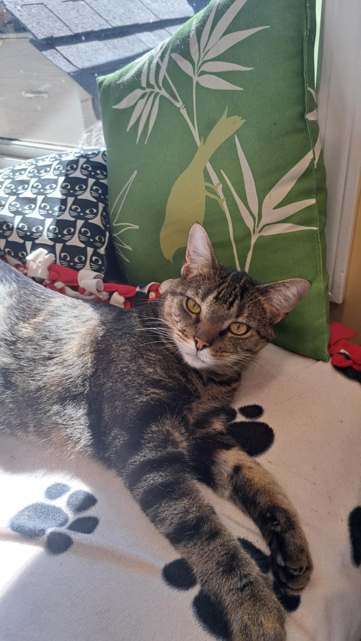 Enlarge Bing Bong, a Adoptable Domestic Short Hair in Shelbyville, KY image 3/3