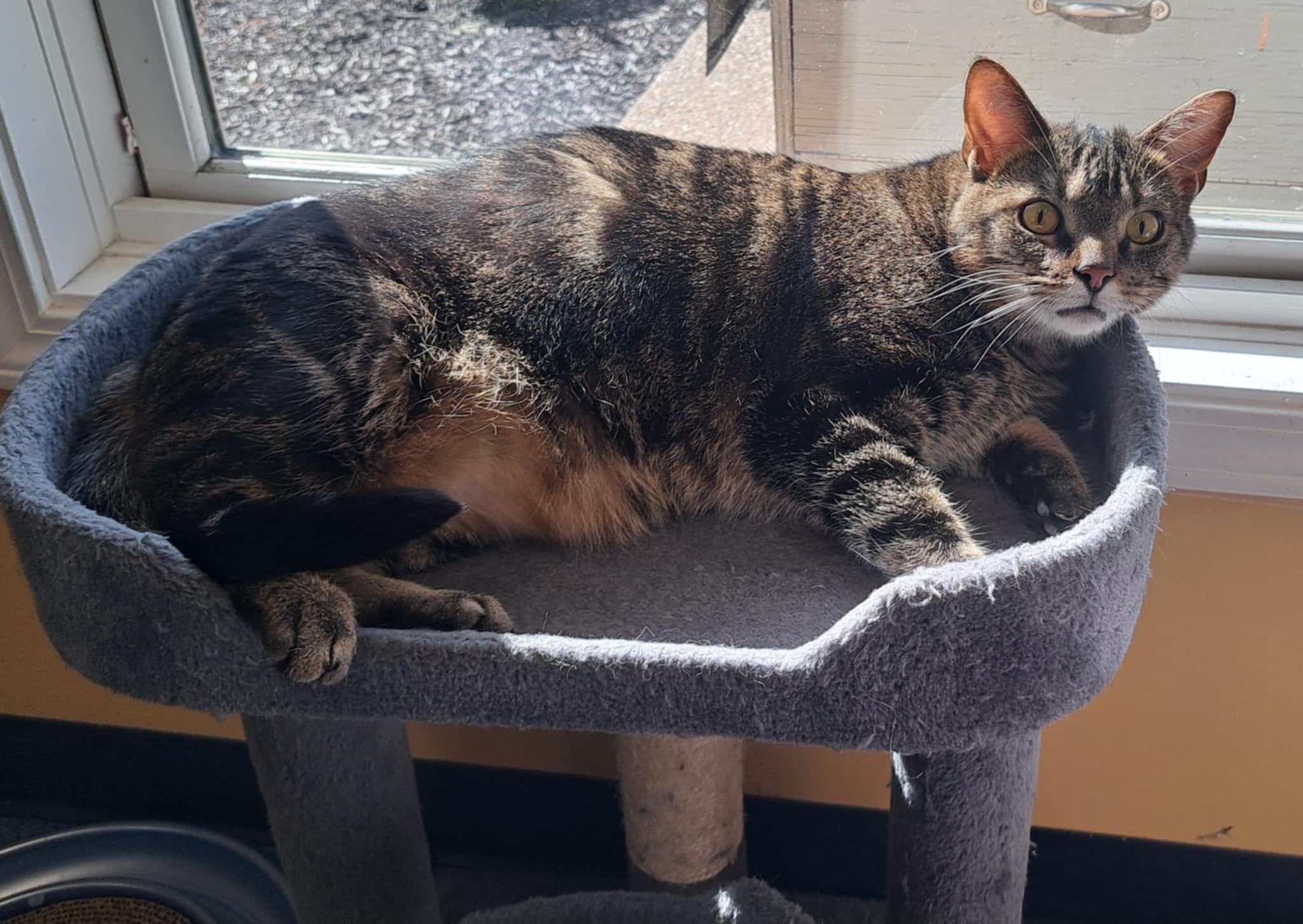 Enlarge Bing Bong, a Adoptable Domestic Short Hair in Shelbyville, KY image 2/3