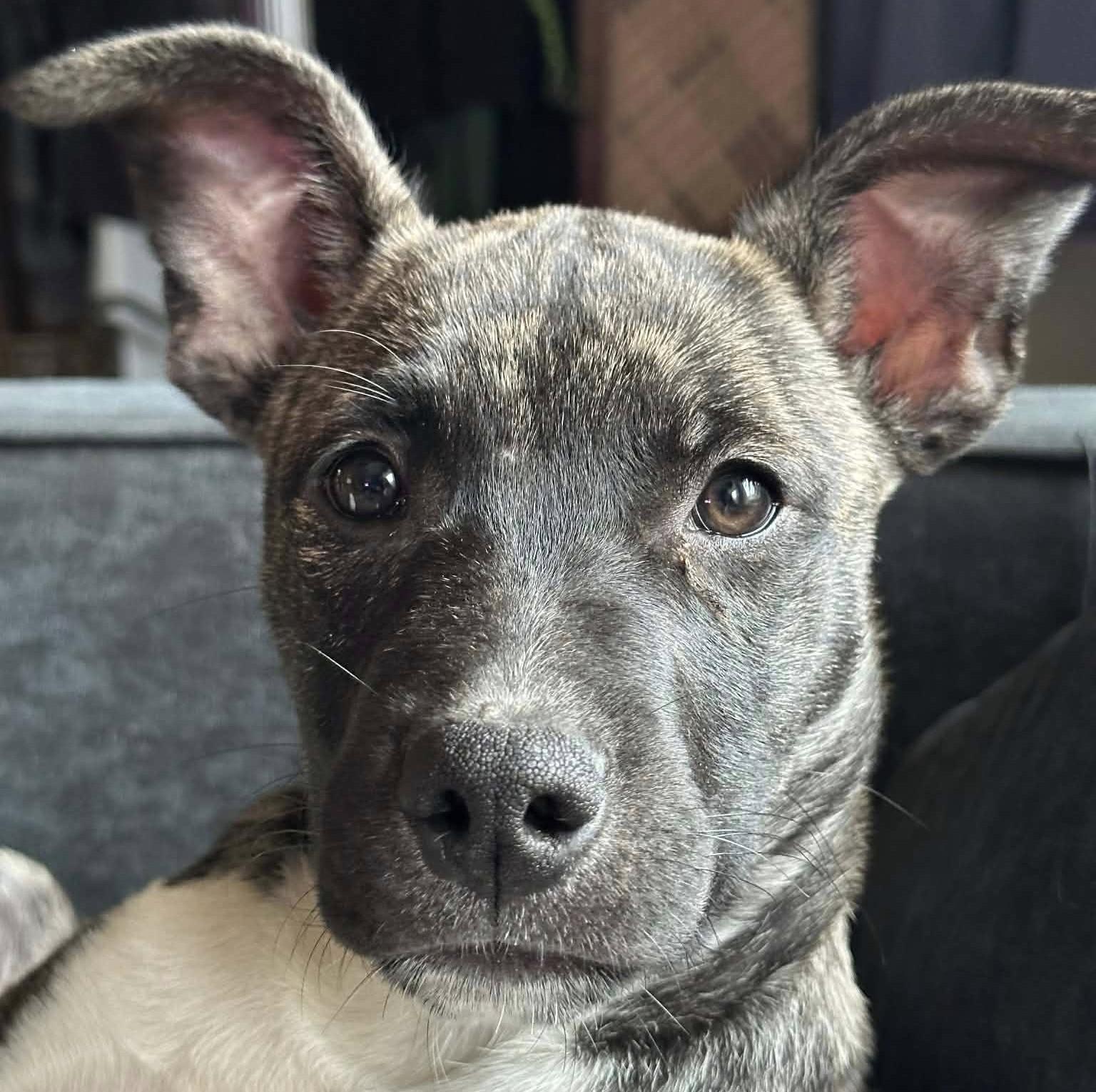 Joey, Adoptable, Puppy Male Terrier.