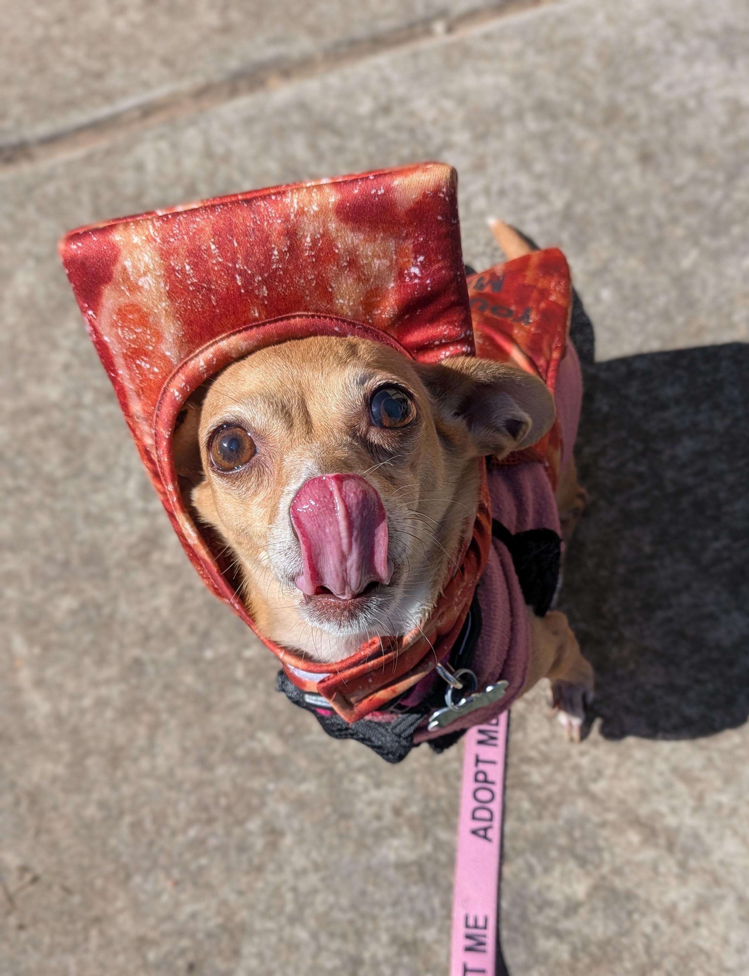 Enlarge Nina, a Adoptable mixed breed in East Point, GA image 5/6