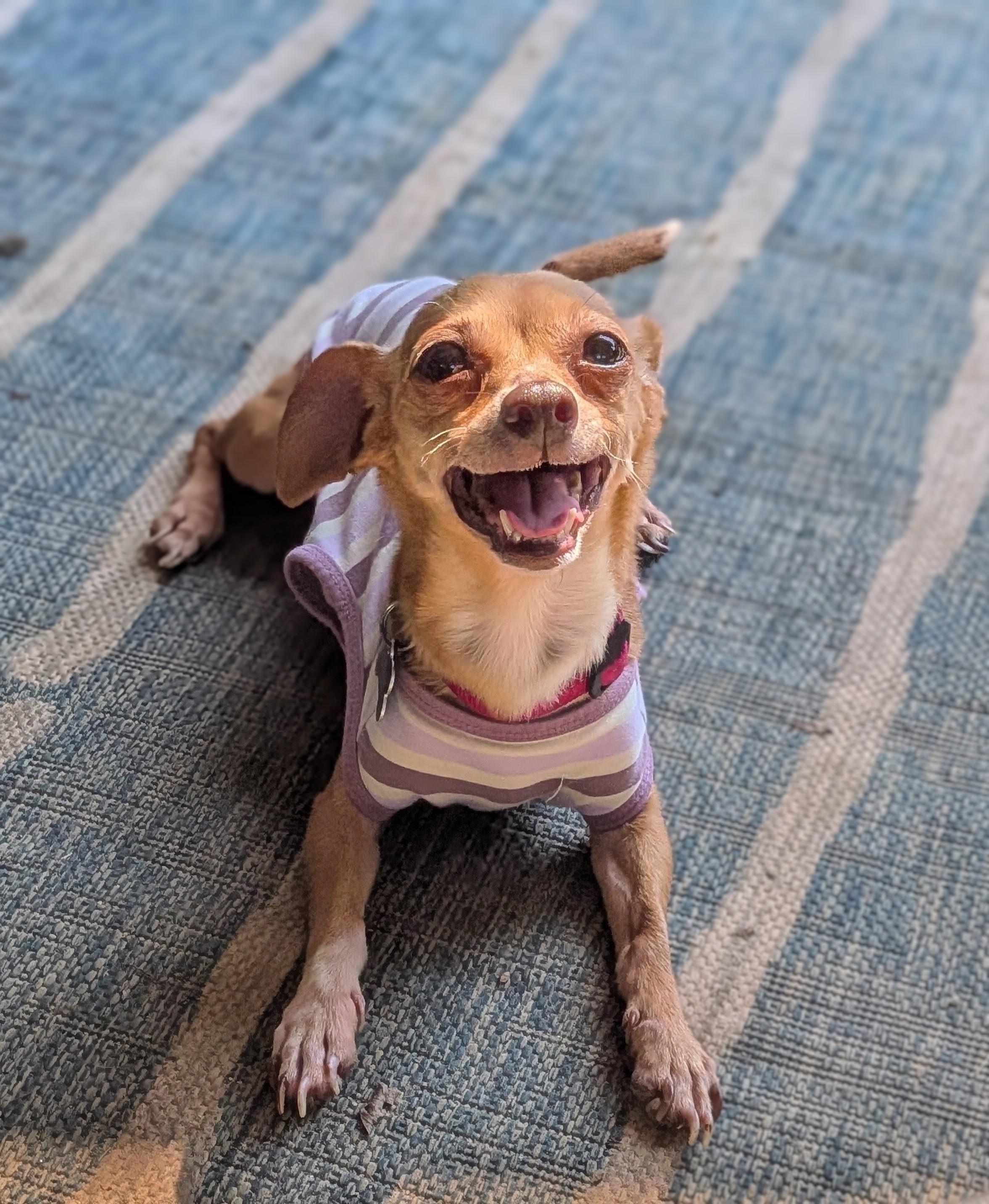 Enlarge Nina, a Adoptable mixed breed in East Point, GA image 6/6