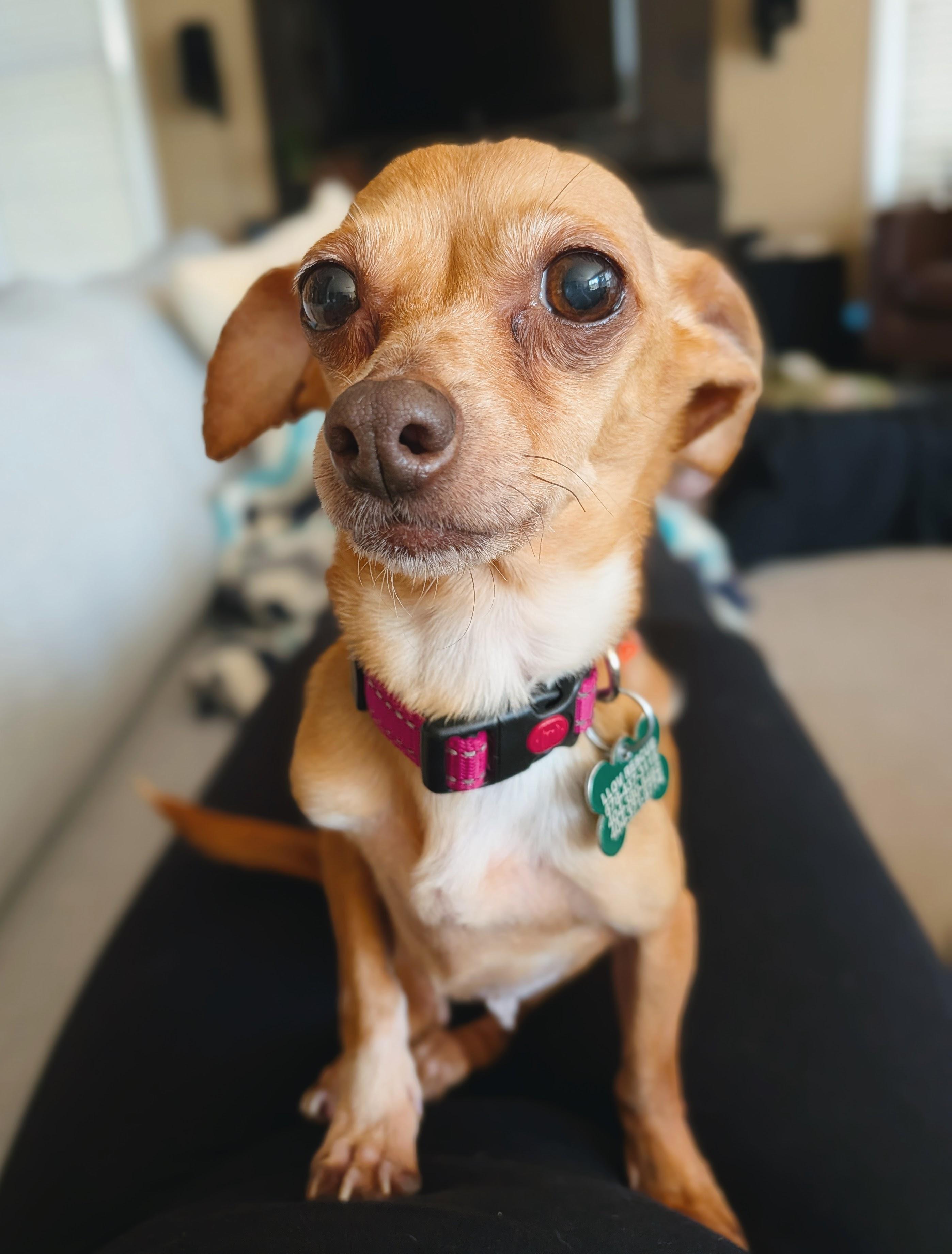Nina, Adoptable, Senior Female Chihuahua & Dachshund.