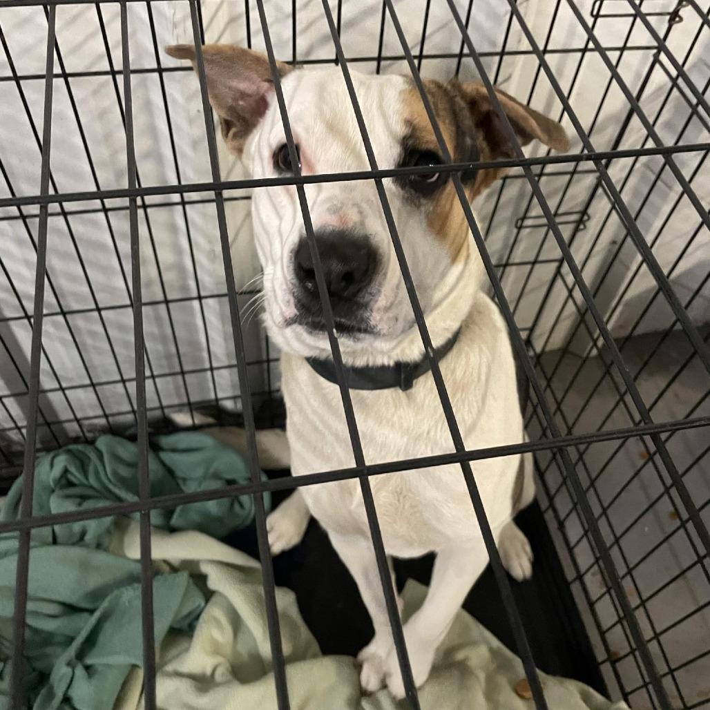 Enlarge Jake, a Adoptable mixed breed in Dickinson, TX image 1/6