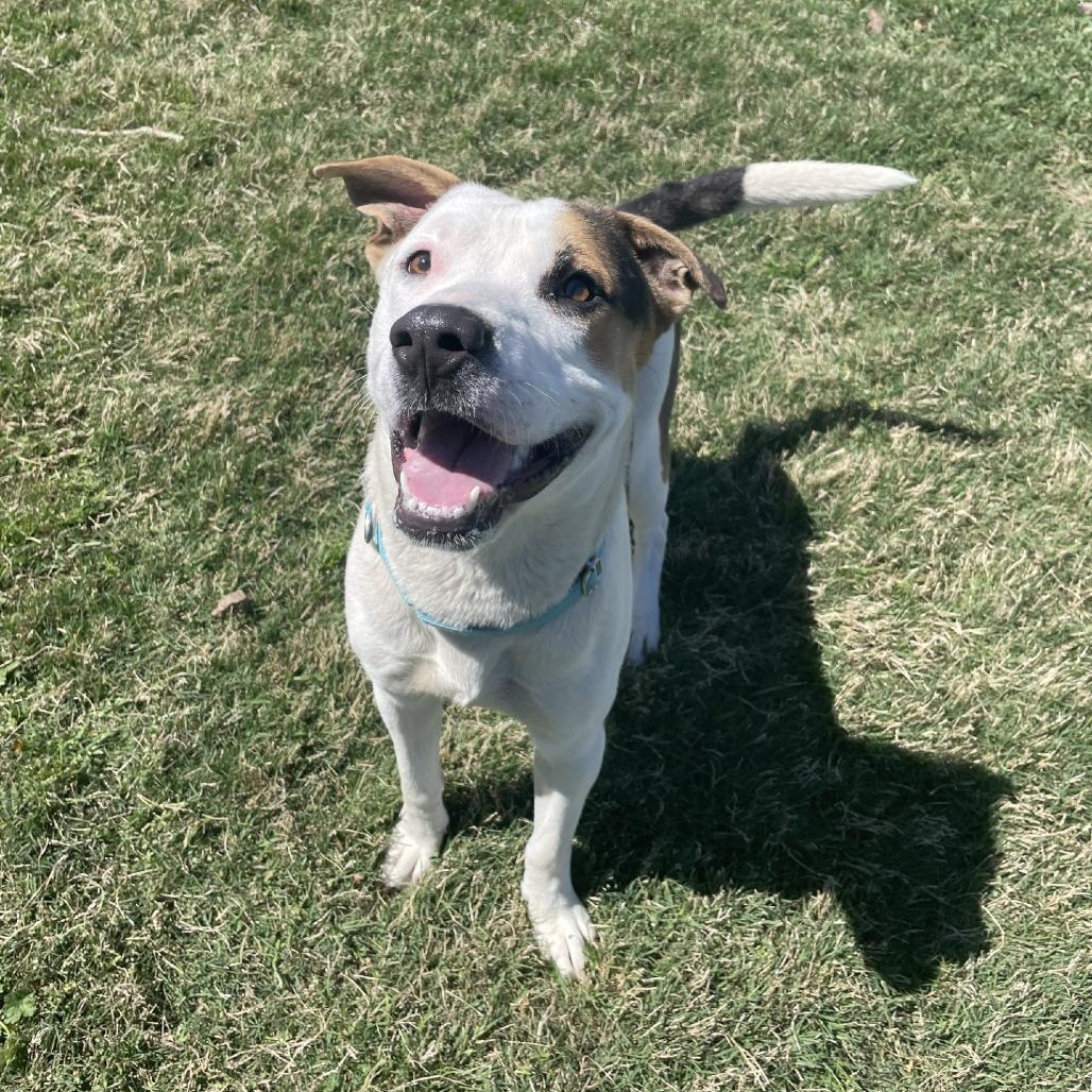 Enlarge Jake, a Adoptable mixed breed in Dickinson, TX image 2/6