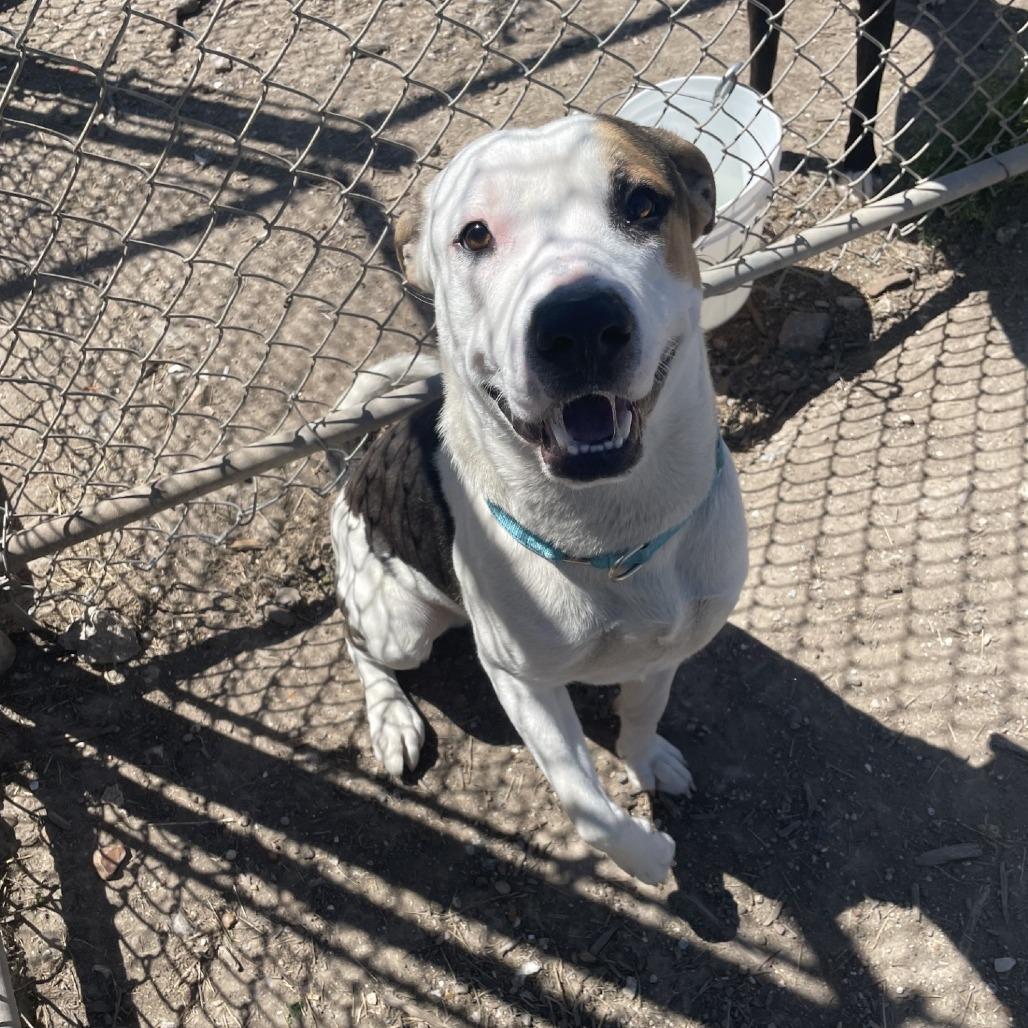 Enlarge Jake, a Adoptable mixed breed in Dickinson, TX image 3/6