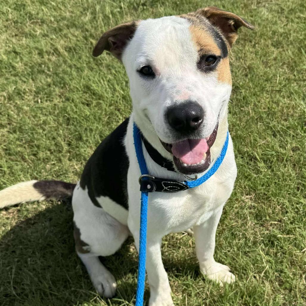 Enlarge Jake, a Adoptable mixed breed in Dickinson, TX image 4/6