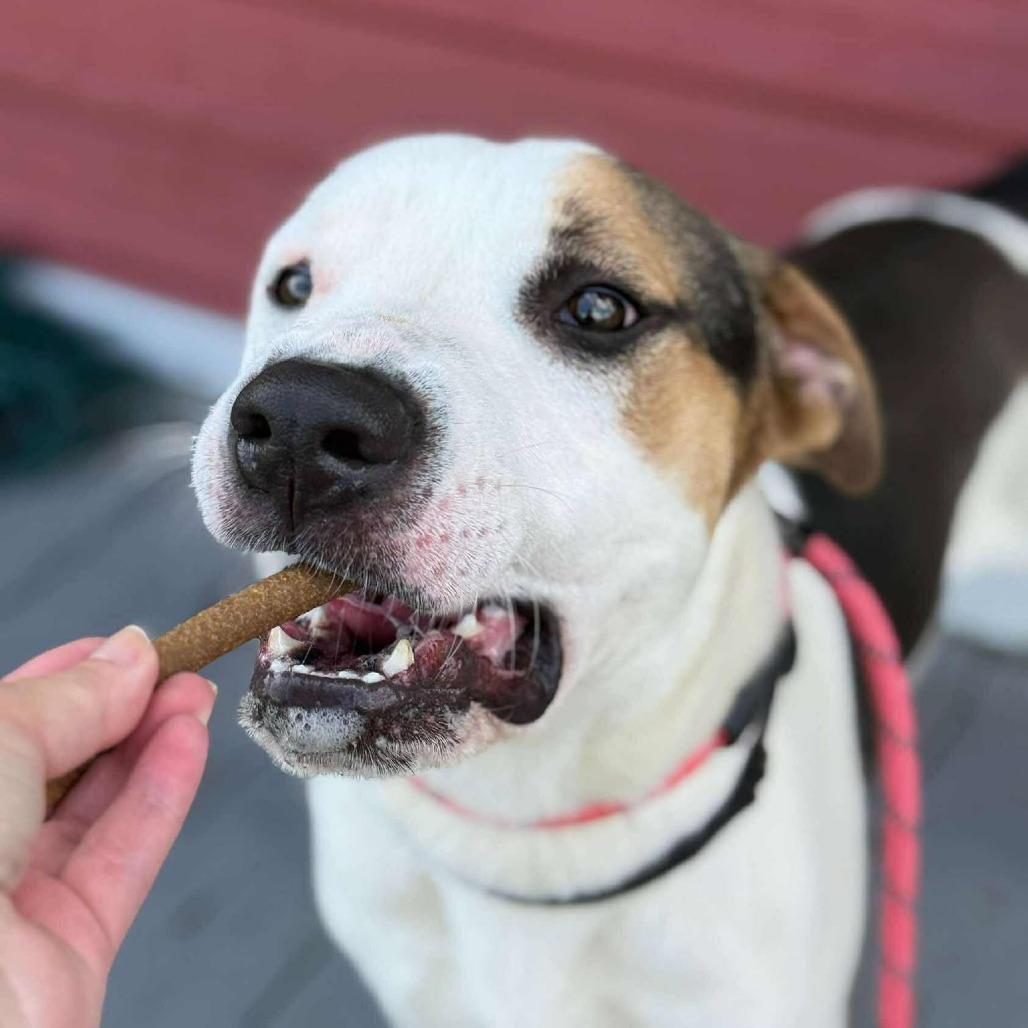 Enlarge Jake, a Adoptable mixed breed in Dickinson, TX image 5/6