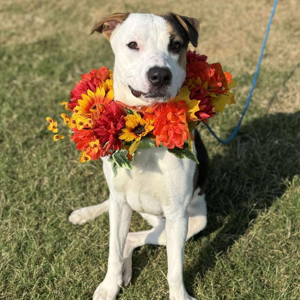 Enlarge Jake, a Adoptable mixed breed in Dickinson, TX image 6/6