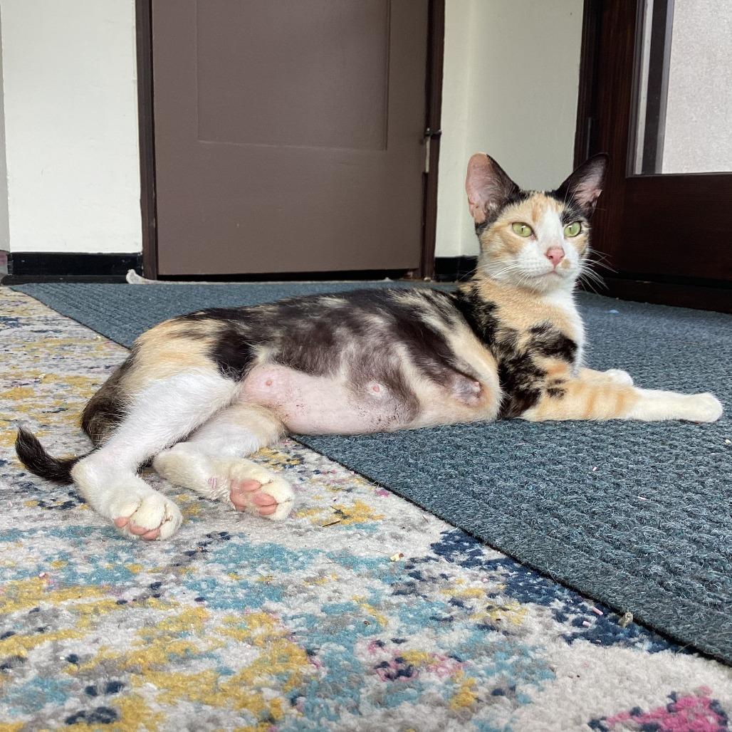Enlarge Hockey, a Adoptable Domestic Short Hair in Los Angeles, CA image 1/6