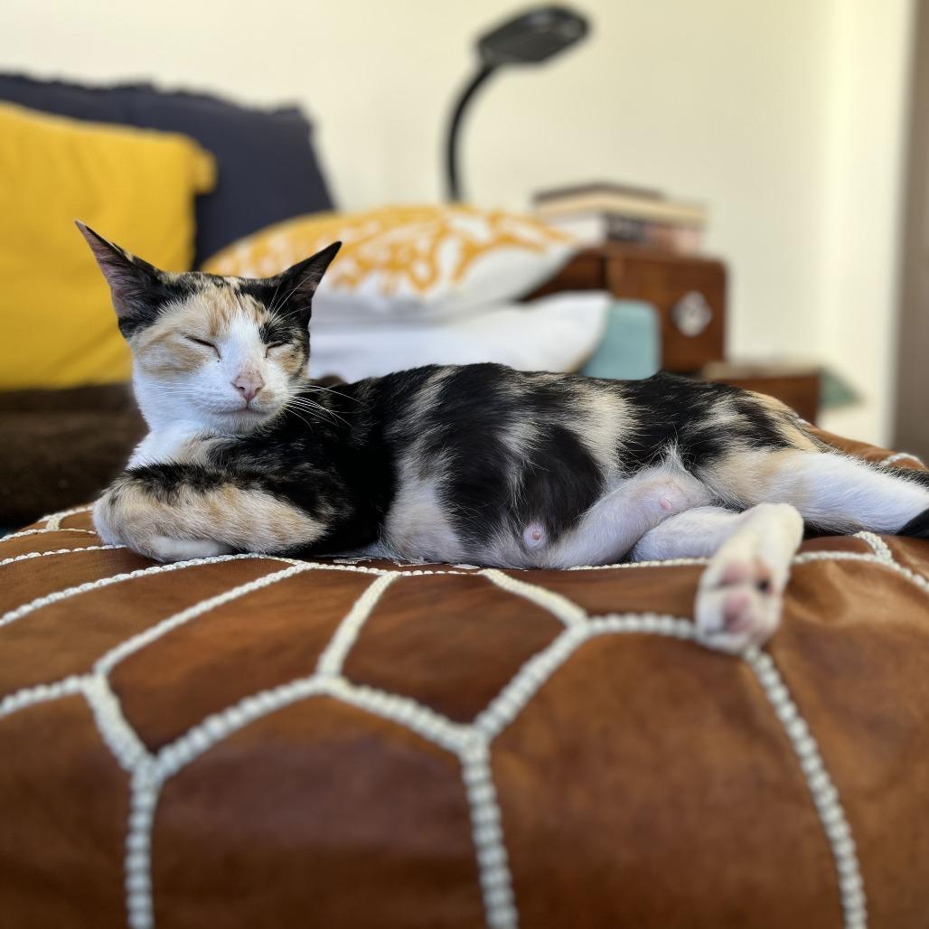 Enlarge Hockey, a Adoptable Domestic Short Hair in Los Angeles, CA image 2/6