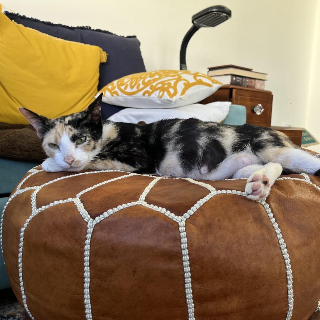 Enlarge Hockey, a Adoptable Domestic Short Hair in Los Angeles, CA image 3/6