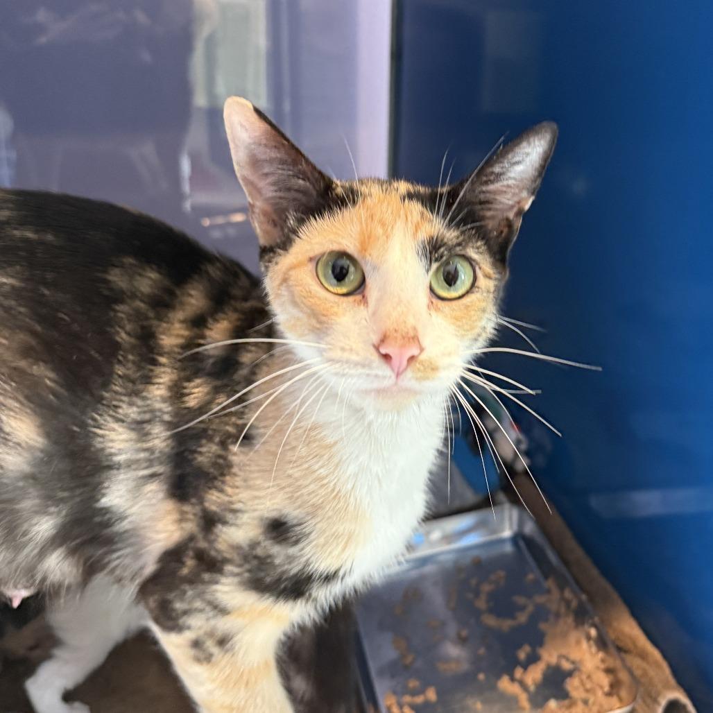 Enlarge Hockey, a Adoptable Domestic Short Hair in Los Angeles, CA image 4/6