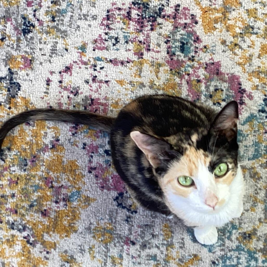 Enlarge Hockey, a Adoptable Domestic Short Hair in Los Angeles, CA image 5/6